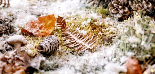 Preview: Christmas or New Year greeting card with winter forest