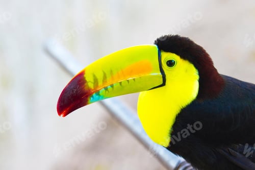 Preview: toucan, bird, colours, tropics