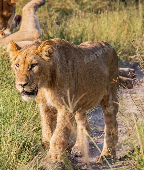 Preview: A Beautiful Botswana Wildlife Place in the World in Picture