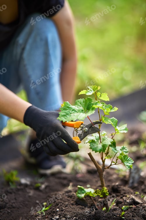 Preview: Woman cut green bush of grapes by clippers in the garden. Gardening, farming and planting concept.