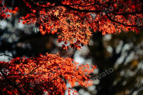 Preview: Nature Vibrant Green Leaves and Fresh Foliage Forest, Conservation Ecology