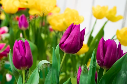 Preview: Bouquet of blooming tulips close up. Spring and holiday symbol.