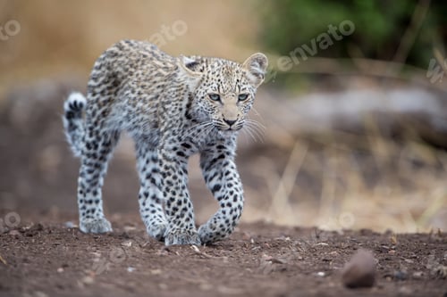 Preview: Beautiful shot of a young african leopard with a blurred background