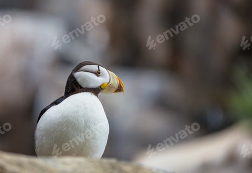 Preview: Puffin