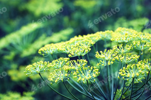 Preview: Dill blooming in kitchen garden, flowering herb closeup