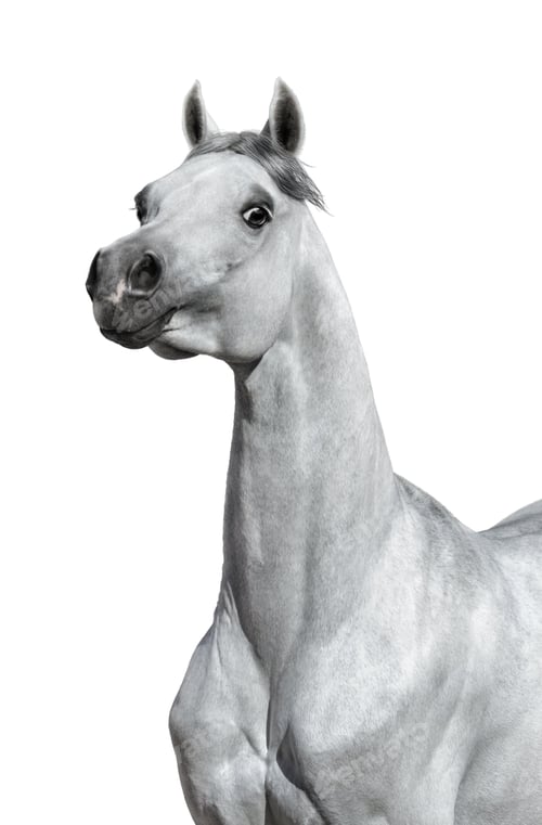 Preview: arabian, horse, mare, stallion, riding
