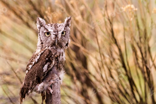 Preview: Western Screech Owl