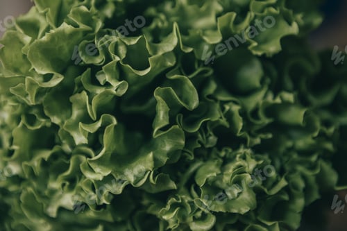 Preview: Salad, salad texture, greenery background