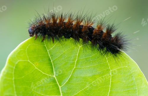 Preview: caterpillar
