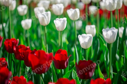 Preview: Colorful tulip field with red and white tulips in sunshine