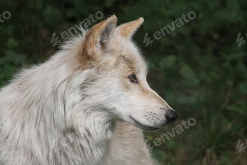 Preview: Side view portrait shot of a wolf with greenery in the background