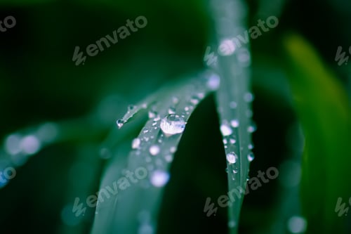 Preview: Closeup of green grass with water drops. Morning dew on summer field.