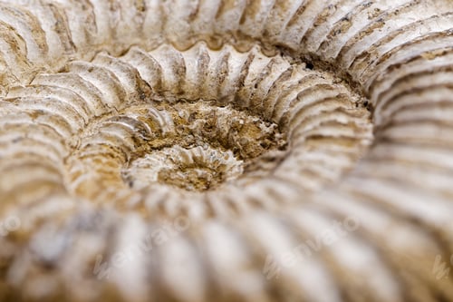 Preview: Fossilized ammonite shell