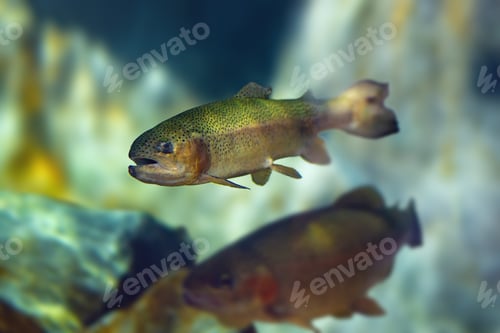 Preview: Rainbow Trout (Oncorhynchus mykiss) - Freshwater fish
