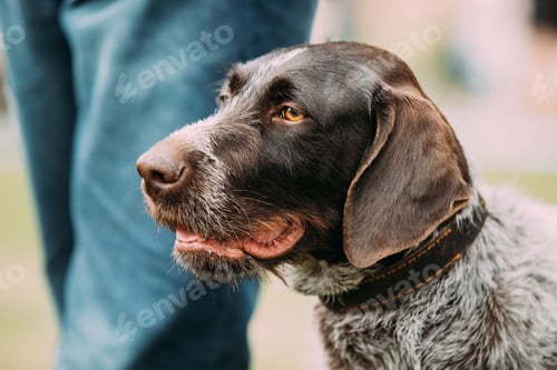 Preview: Close View Of Black German Wirehaired Pointer Dog
