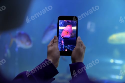 Preview: Woman taking photo of aquarium with fish, closeup