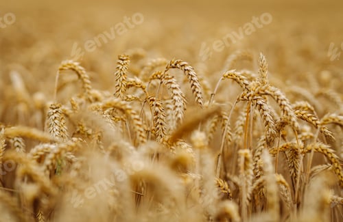 Preview: Ripe wheat field at sunset. Ears of golden wheat close up. Beautiful summer nature background.