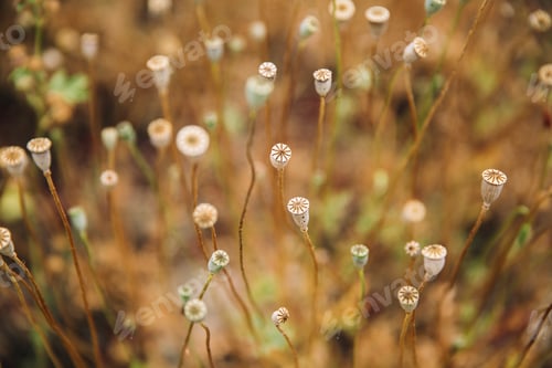 Preview: boxes of poppies in natural brown tones, faded poppies
