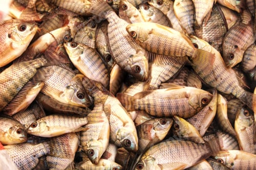 Preview: Heap of fresh tilapia fish at the market