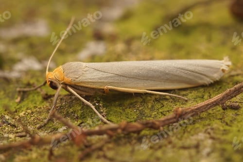 Preview: Detailed closeup on the scarce footman moth, Eilema complana sitting on wood