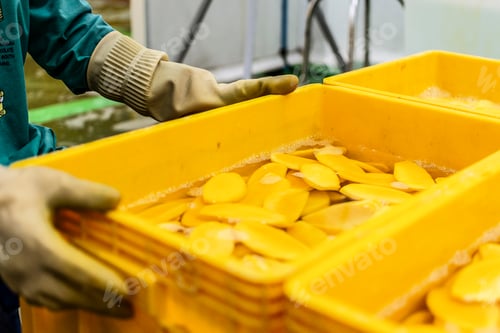 Preview: peeled mango fruit processing at food production factory in cambodia