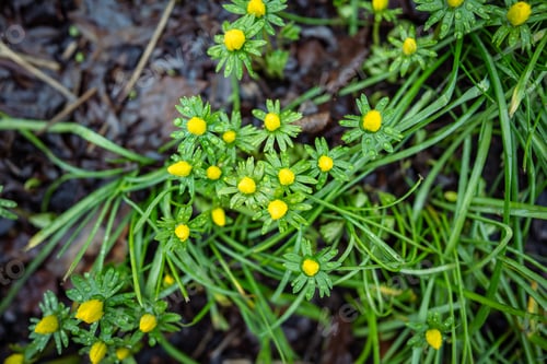 Preview: Closeup of yellow Eranthis hyemalis blooming in public park, soft focus, blurred background. Spring.