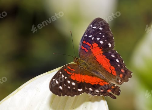 Preview: butterfly