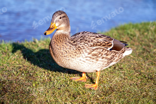 Preview: gray duck on the background of the lake