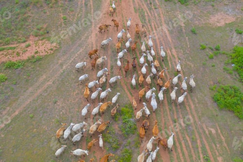 Preview: Cows eating grass. Animals in agriculture farm.