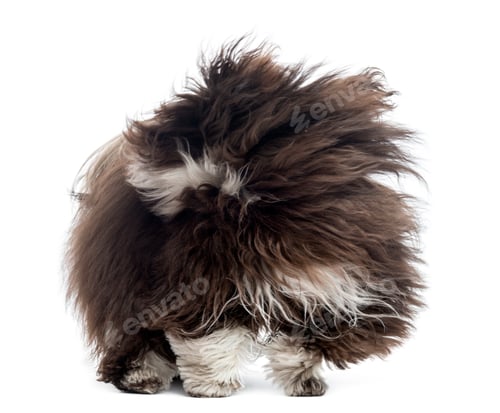 Preview: Havanese in the wind, isolated on white