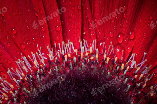Preview: Vibrant red flower with dew droplets on its delicate petals