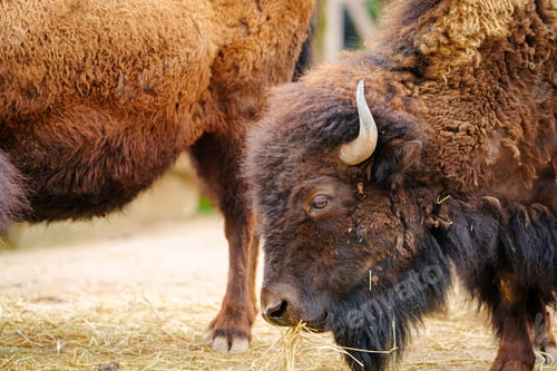 Preview: Bison Close-up: Eating Dry Grass in Natural Habitat - Wildlife Photography Print