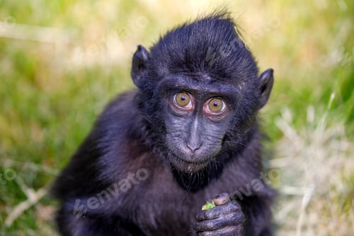 Preview: closeup of a Celebes crested macaque (Macaca nigra) monkey