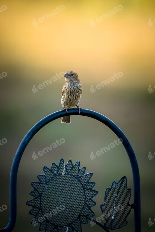 Preview: Small bird perched atop a blue chair at sunset