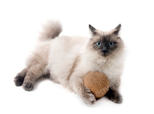 Preview: siberian cat in studio