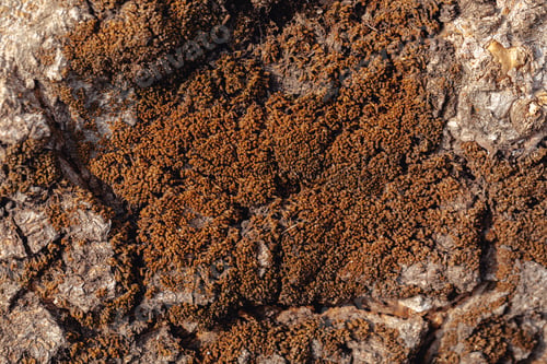 Preview: Texture of old tree bark covered with moss
