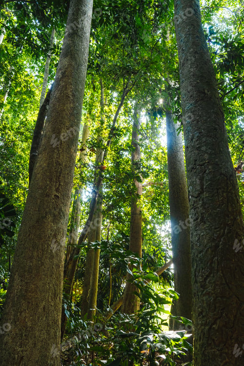 Preview: Earth Day eco concept with tropical forest background, natural forestation preservation
