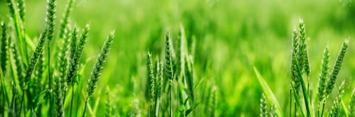 Preview: Macro close up of fresh young ears of young green wheat in spring summer field