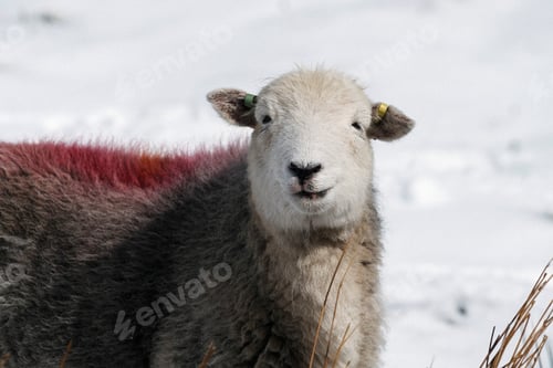 Preview: Sheep in the snow