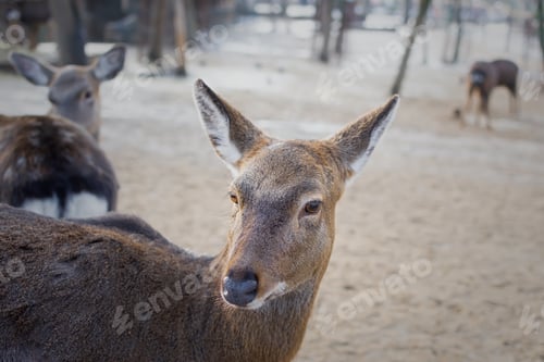 Preview: Young deer close-up