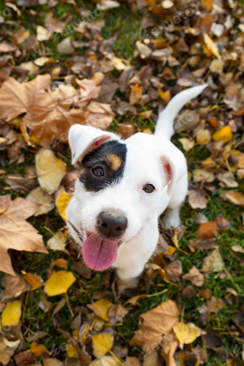 Preview: Animal portrait of jack russell looking up at camera