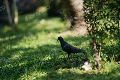 Preview: Pigeon standing on green grass in park.