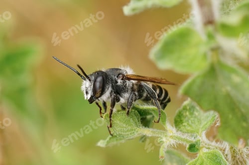Preview: Closeup on a small black and white mediterranean male leafcutter bee, Megachile octosignata
