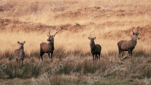 Preview: Deer in a field