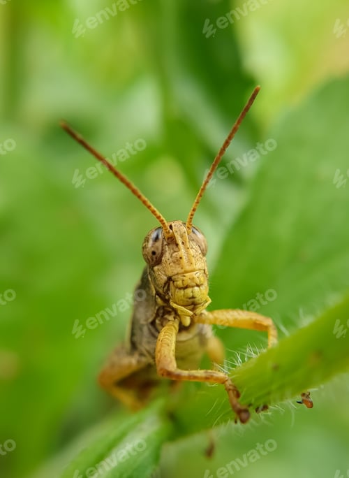 Preview: Macro shot of brown color grasshopper insect (cricket insect)