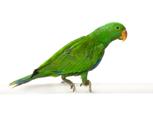 Preview: male Eclectus Parrot - Eclectus roratus