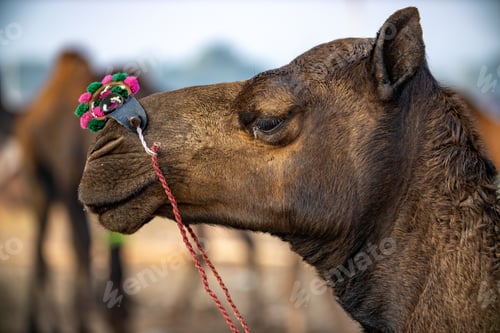 Preview: Camels at the Pushkar Fair Rajasthan, India.