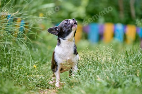 Preview: Chihuahua in vibrant garden scene with colorful background
