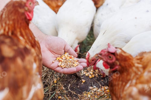 Preview: Farmer hand-feeding free-range chickens with organic grain on a rural farm
