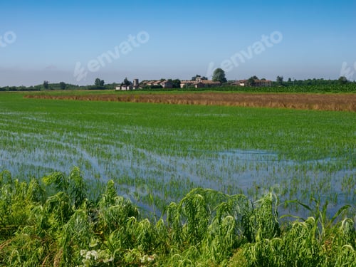 Preview: Rural landscape along Naviglio di Bereguardo, Milan, Italy